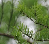 Taxodium distichum