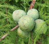 Taxodium distichum