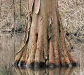 Taxodium distichum