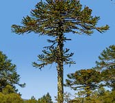 Araucaria araucana