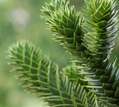 Araucaria araucana