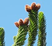 Araucaria araucana