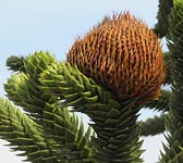 Araucaria araucana