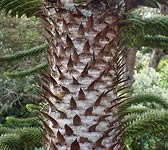 Araucaria araucana