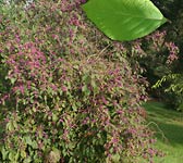 Callicarpa bodinieri