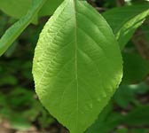 Callicarpa bodinieri