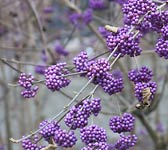 Callicarpa bodinieri