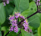 Callicarpa bodinieri