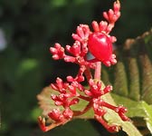 Viburnum plicatum