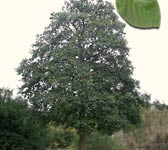 Alnus cordata