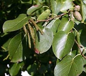 Alnus cordata