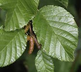 Alnus viridis