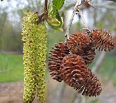 Alnus viridis