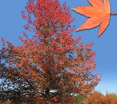 Acer palmatum (rouge)