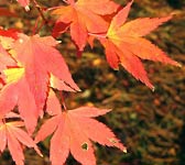 Acer palmatum (rouge)