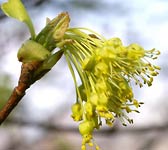 Acer opalus