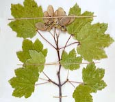 Acer opalus