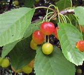 Prunus avium