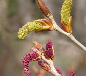 Populus nigra