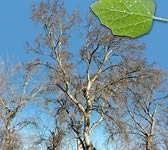 Populus alba