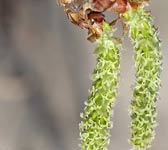 Populus alba