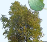 Populus tremula