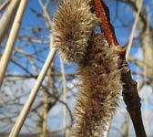 Populus tremula