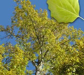 Populus canescens