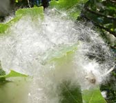 Populus canadensis