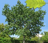 Quercus rubra