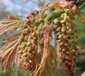 Quercus rubra