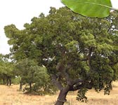 Quercus suber