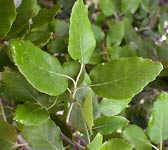 Quercus suber