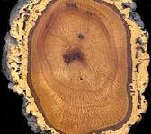 Quercus suber