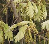 Quercus pyrenaica