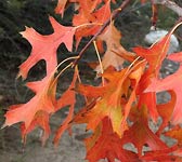 Quercus palustris