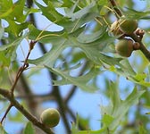 Quercus palustris