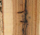 Quercus palustris