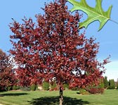 Quercus coccinea