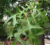 Quercus coccinea