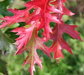 Quercus coccinea