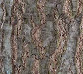Quercus coccinea