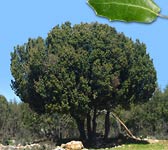 Quercus coccifera