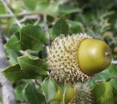 Quercus coccifera