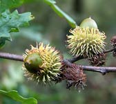 Quercus cerris