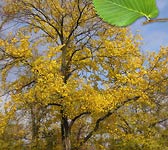 Ulmus laevis