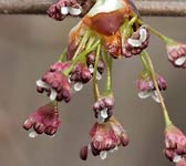 Ulmus laevis