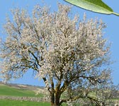 Prunus dulcis