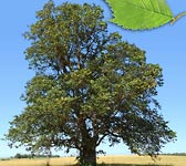 Ulmus glabra