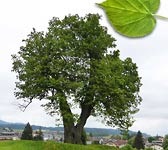 Tilia platyphyllos